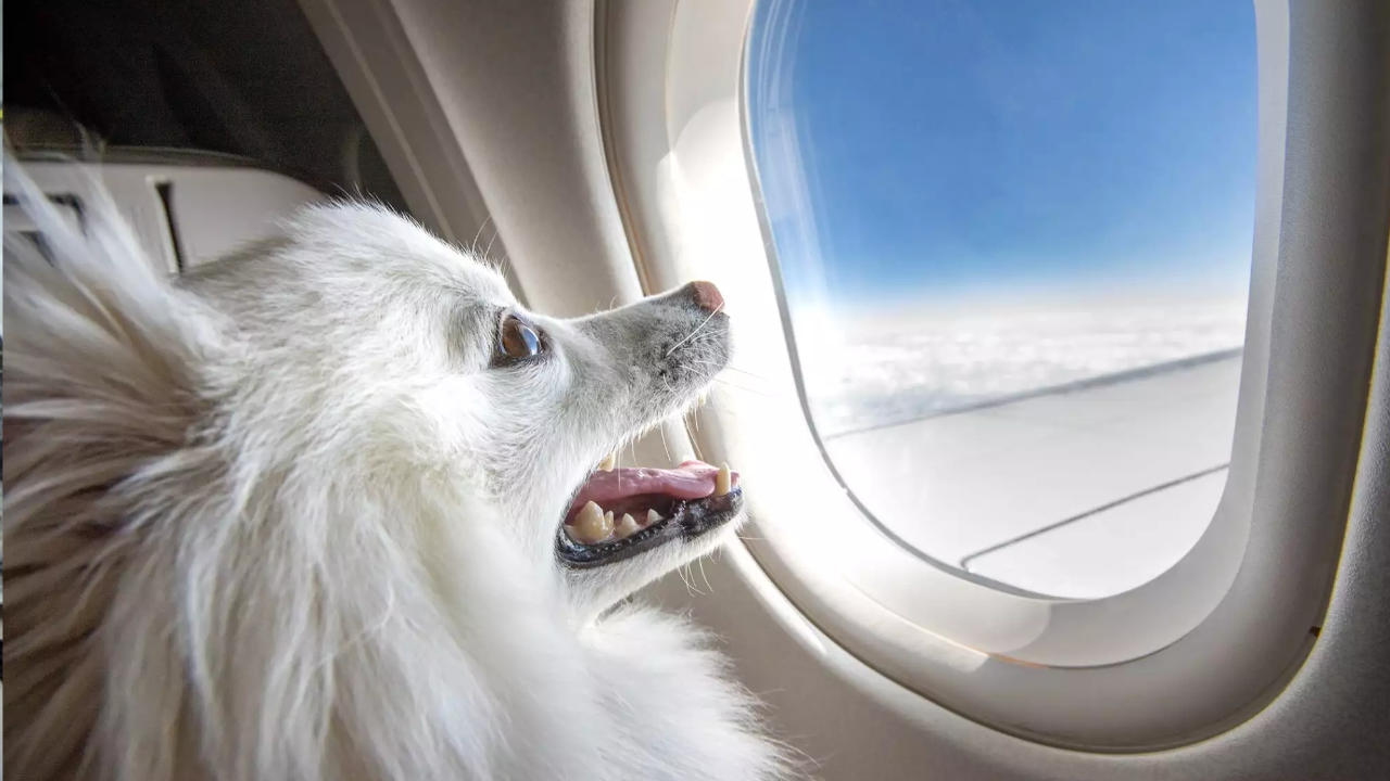 voyage en avion avec un chien