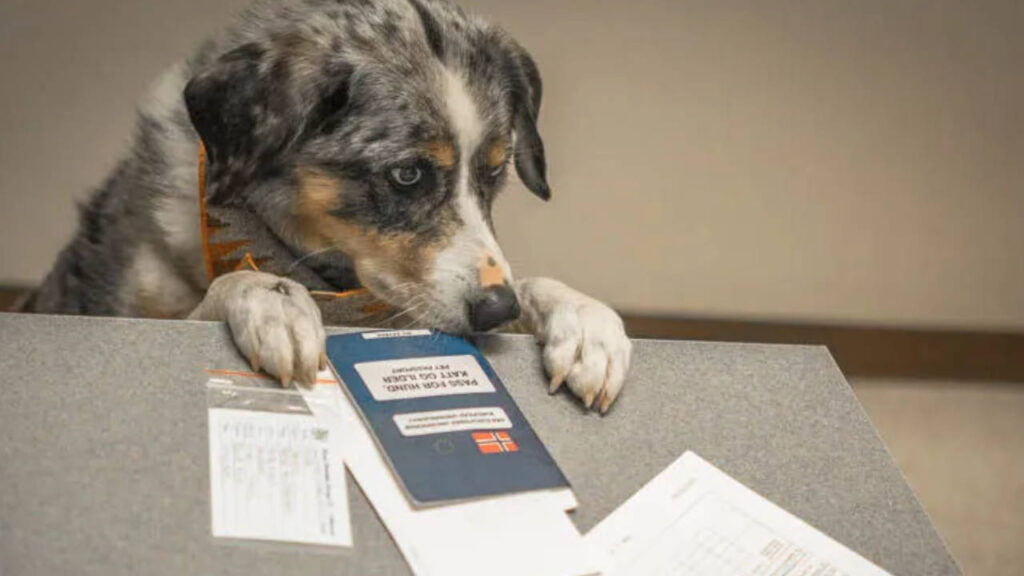 Document passeport santé chien