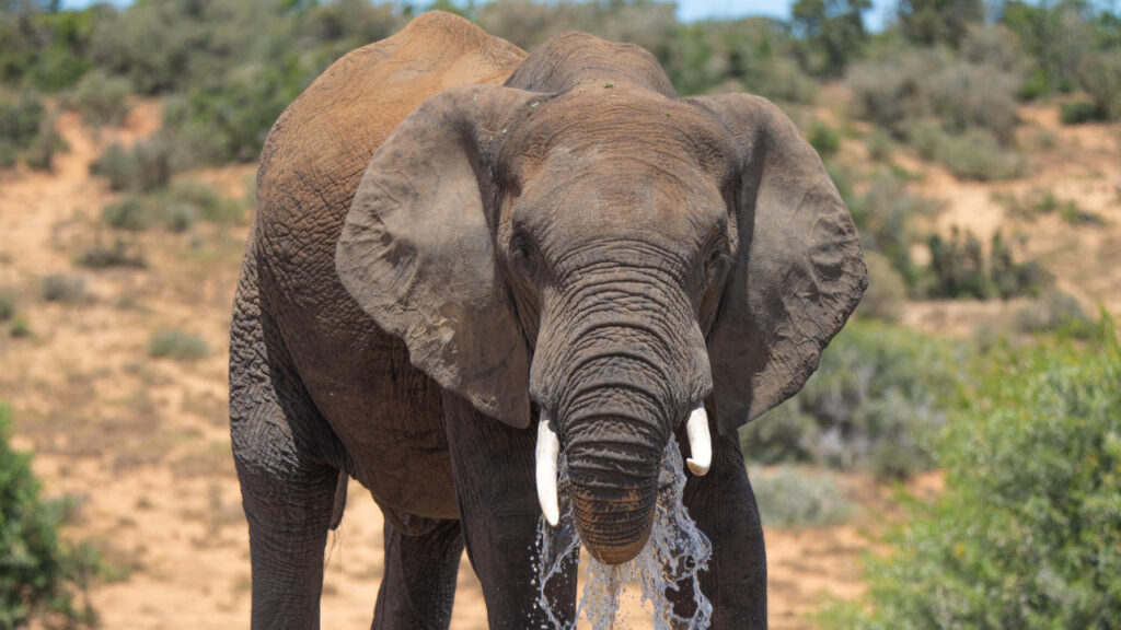 Parc National Elephant Addo