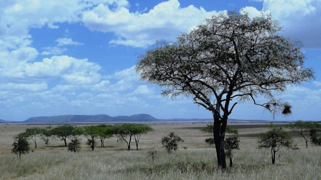 Tanzanie paysage de savane