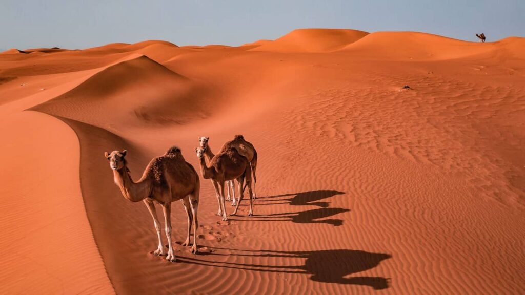 désert de Wahiba Sands Oman