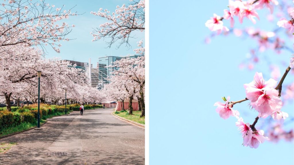 Signification fleur cerisier japon