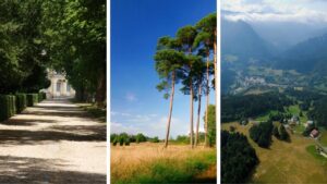 forêts de France : Fontainebleau, landes, Grande Chartreuse