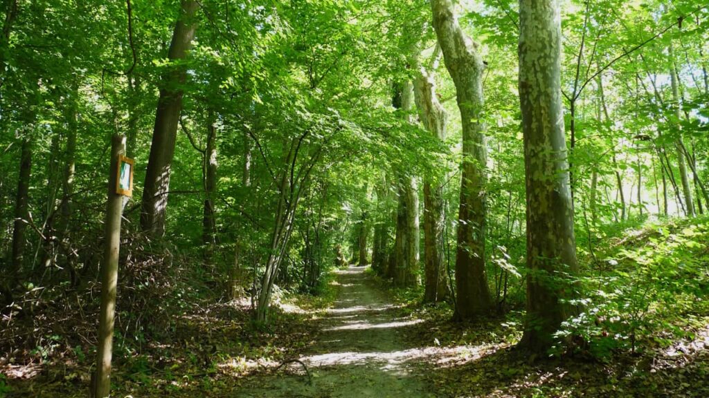 Forêt de Colfontaine en Belgique